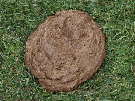 COW PLATTER.jpg