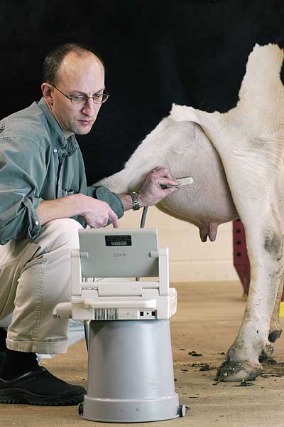 cow ultrasound.jpg