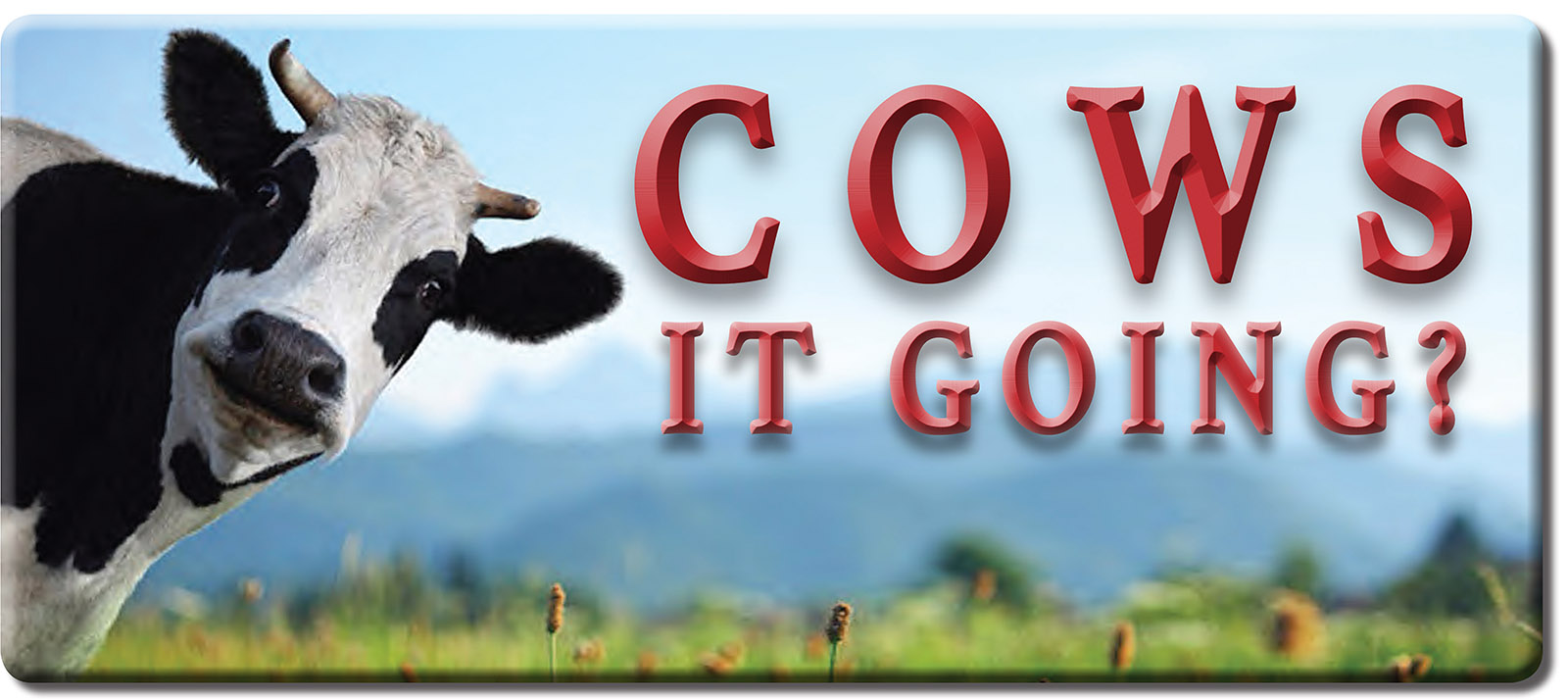 COWS.jpg