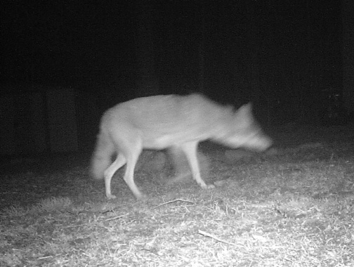 Coyote 1 Cropped.JPG