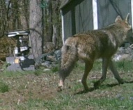 Coyote 2 Cropped.JPG