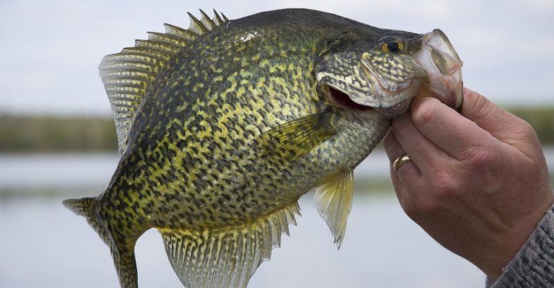 Crappie-Fishing-Tips-Man-Shows-How-to-Catch-Crappie-800x416.jpg