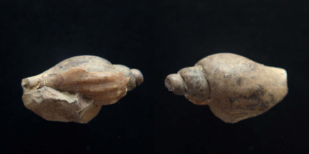 Cretaceous Gastropod.JPG