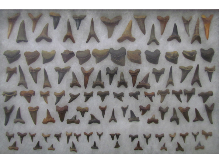 Cretaceous shark teeth.jpg