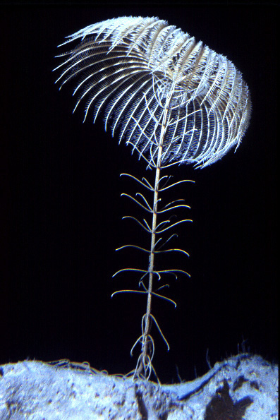 CRINOID.JPG
