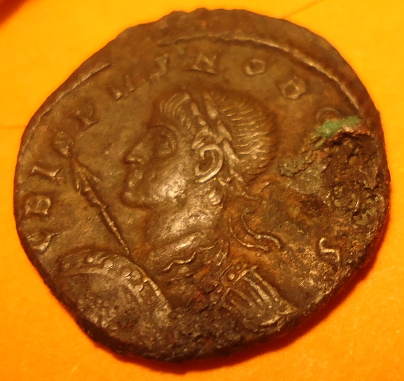 Crispus details (3).JPG