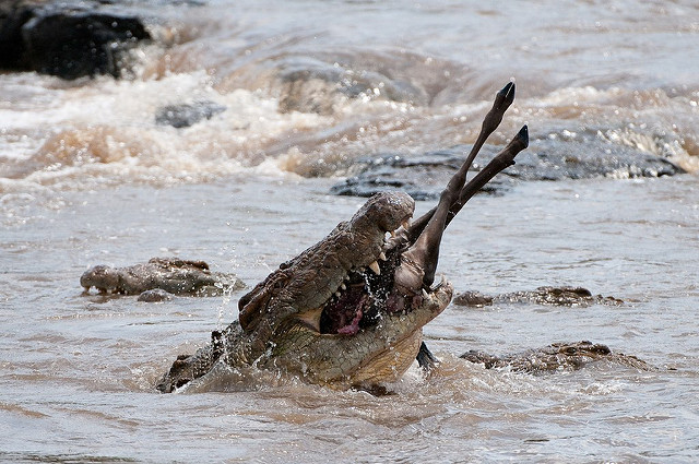 crocodile_hunting_wildebeest 2.jpg