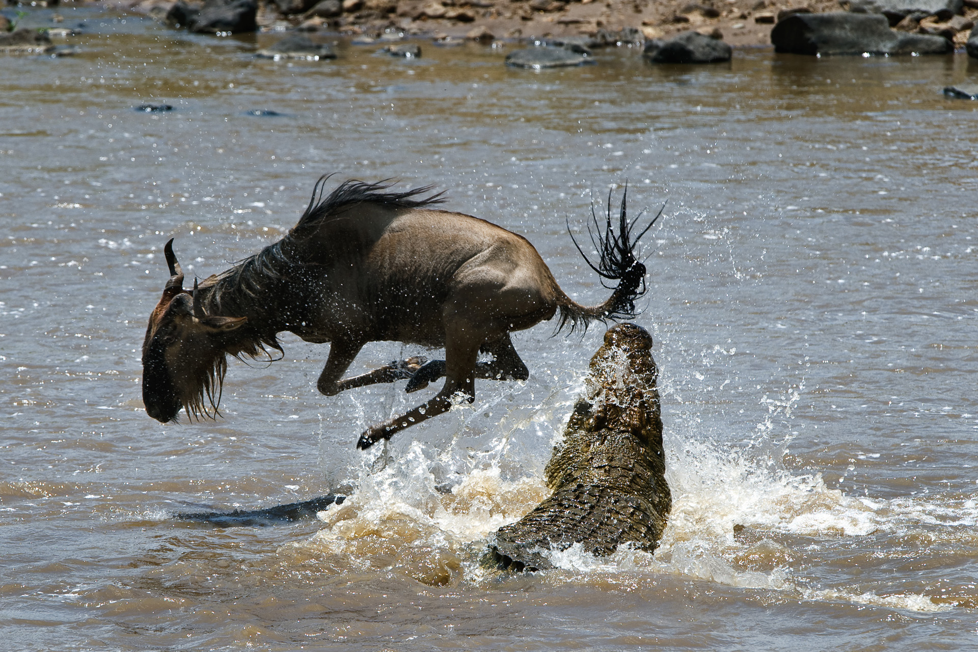 crocodile_hunting_wildebeest.jpg