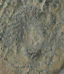 Crop Owl.jpg