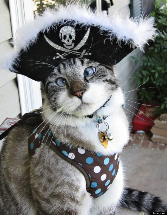 cross eyed cat.jpg