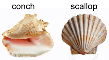 CT-Conch-Scallop.jpg
