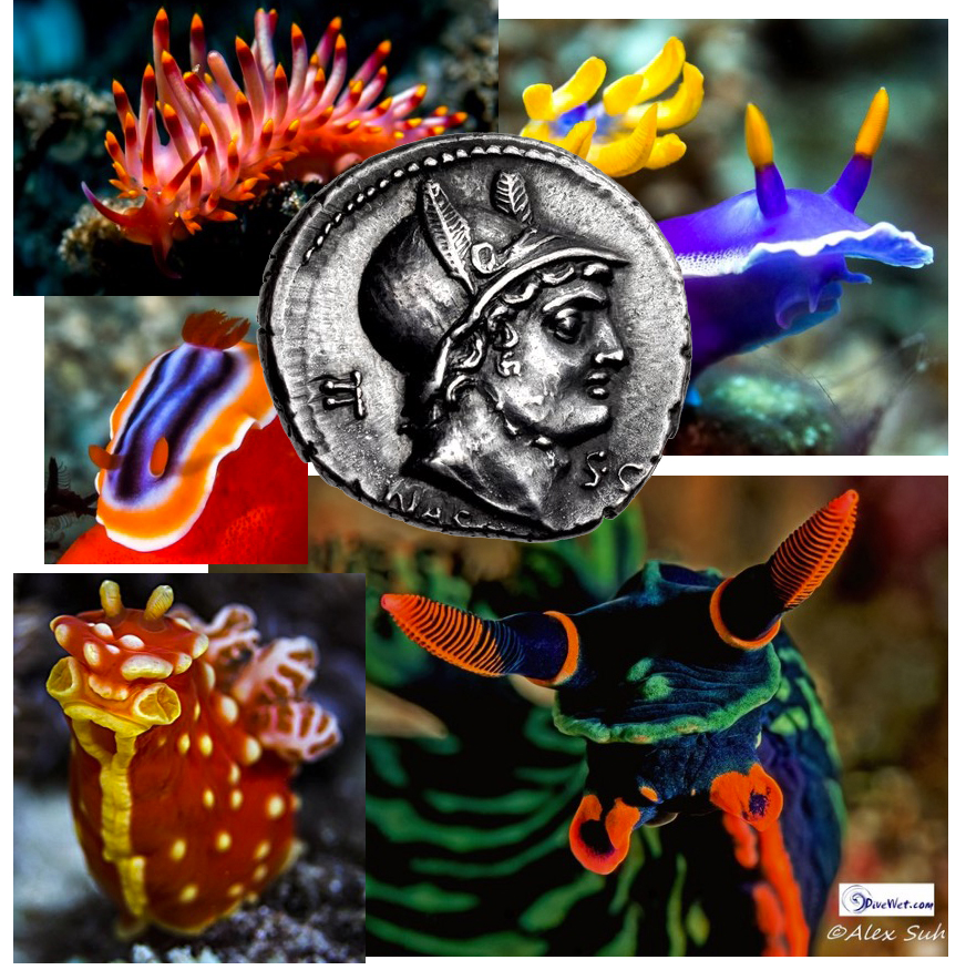 CT-NudibranchRepublican.jpg