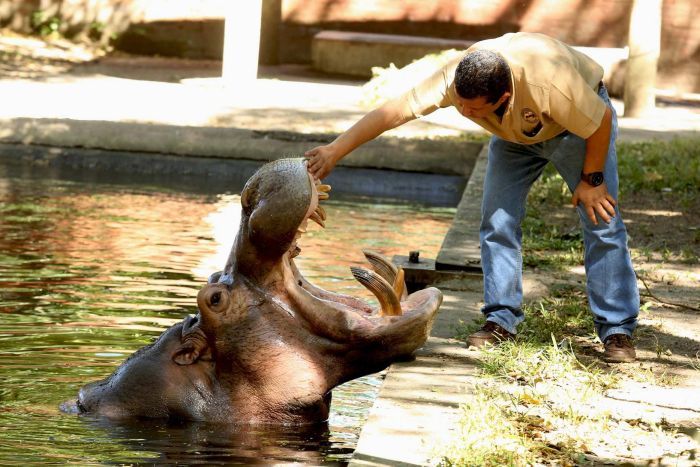 Cucumbor_2_gustavito-salvador-hippopotame-attaque-2.jpg