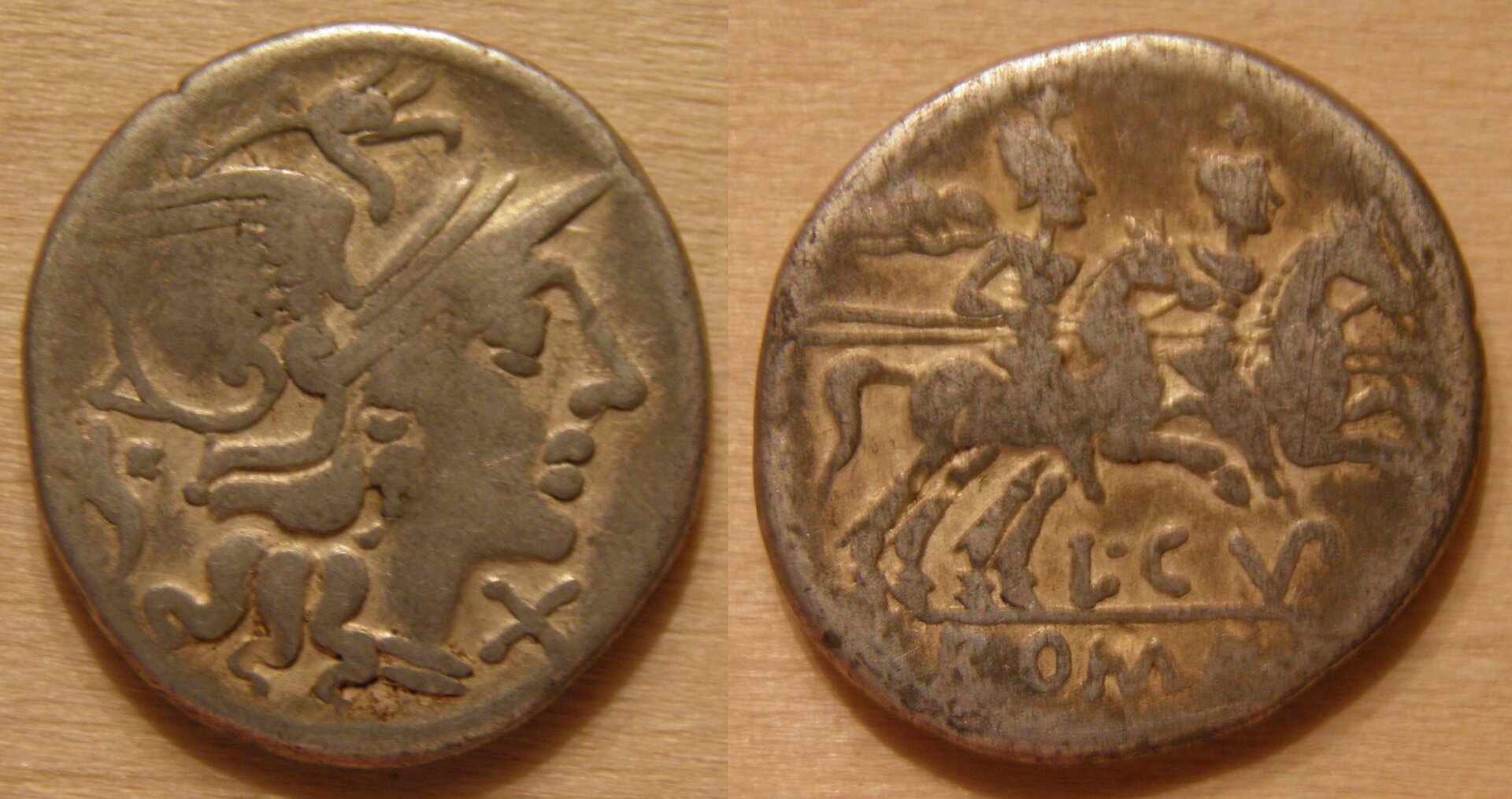 Cupiennius 1.jpg