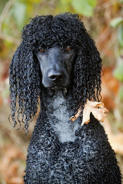 curls like otho.jpg