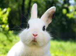cute bunny.jpg