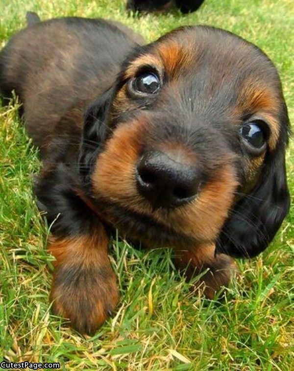 Cute_Puppy_Eyes_Pic.jpg