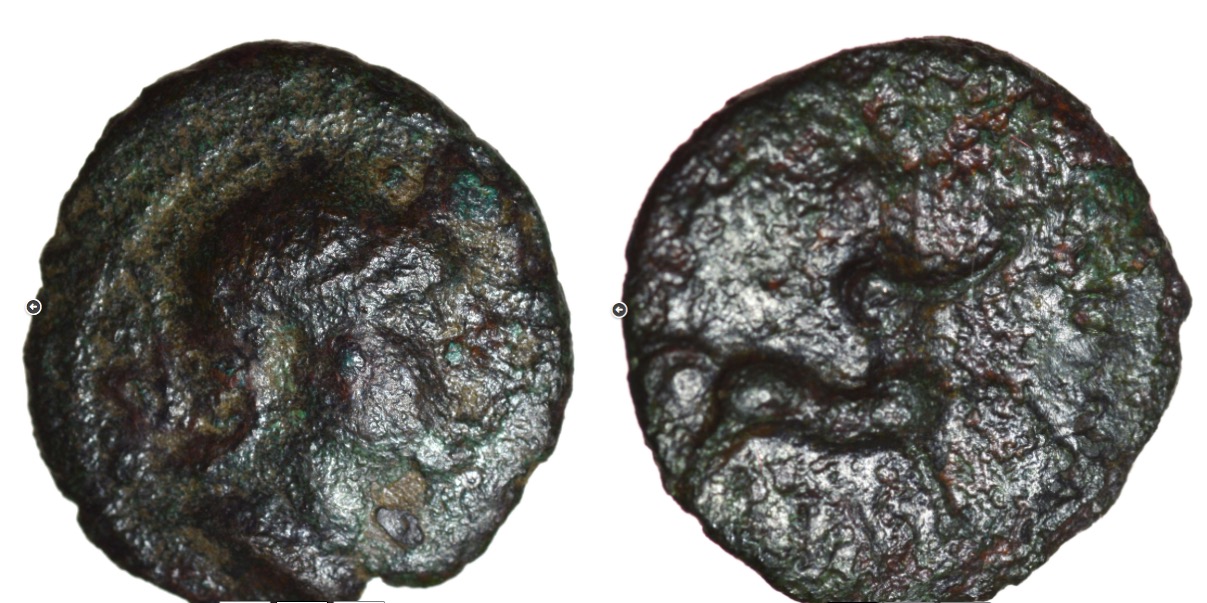 Cvnobellinus.jpg