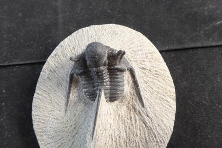 Cyphaspis Trilobite 7-189.jpg