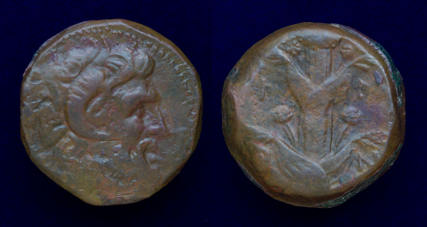 CYRENAICA Cyrene Silphium 3.jpg