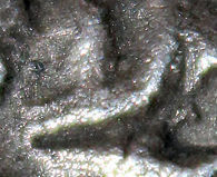 D-Camera Athens pharaonic owl c late 5th-mid 4th cen beth cm rotated 4-13-24.jpg
