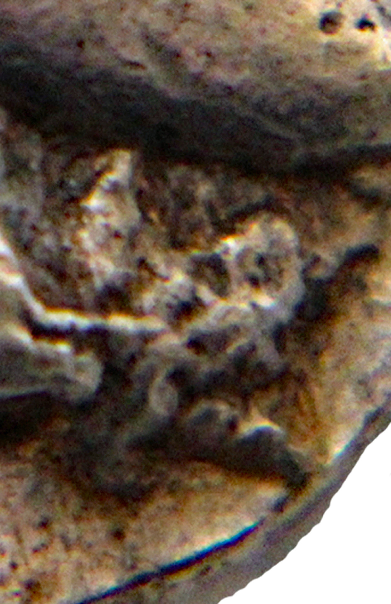D-Camera Attica Tetradrachm, Interesting Die Rust.2, 5-1-20.jpg