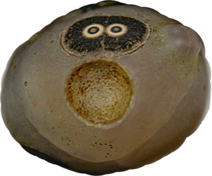 D-Camera Eye agate, Monte Lake BC - Surprise! Reduced size.jpg