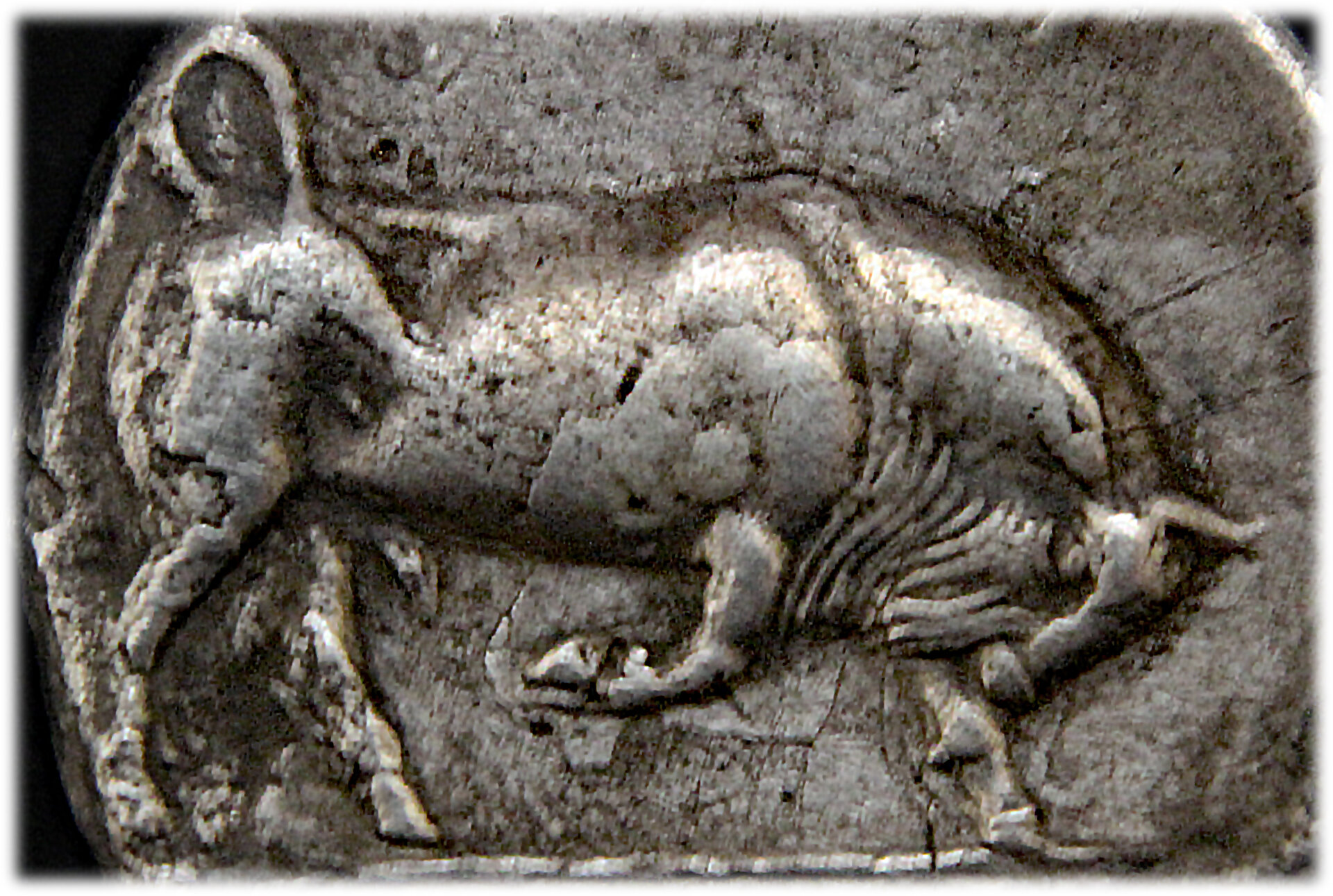 D-Camera Lucania, Thourioi stater bull detail  Roma 89 19 12-4-21.jpg