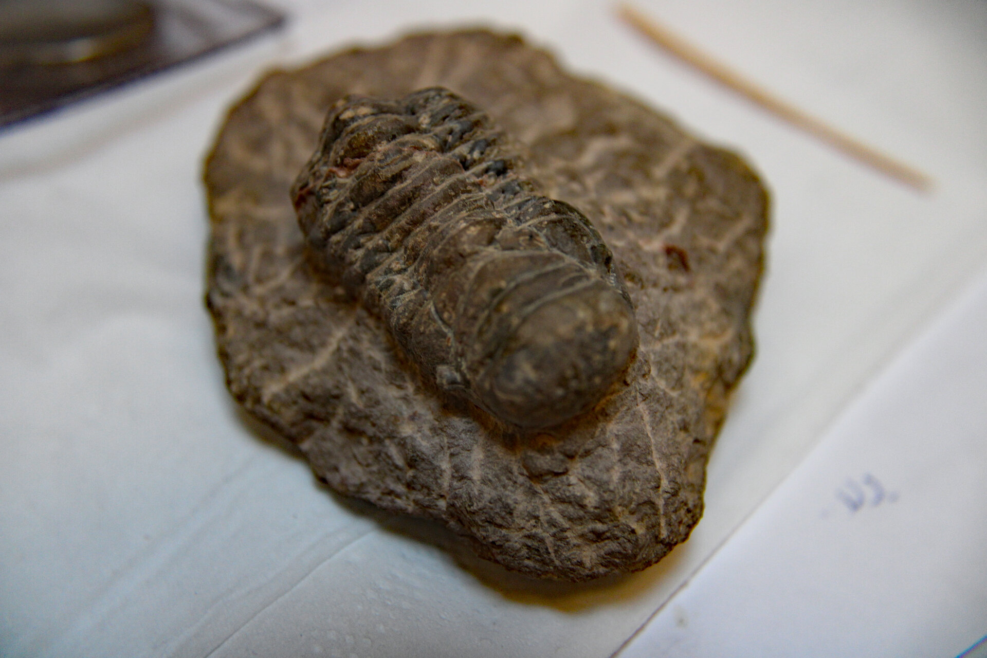 D-Camera Trilobite, Cheirurus gibbus, Morocco, Devonian,  12-22-20.jpg