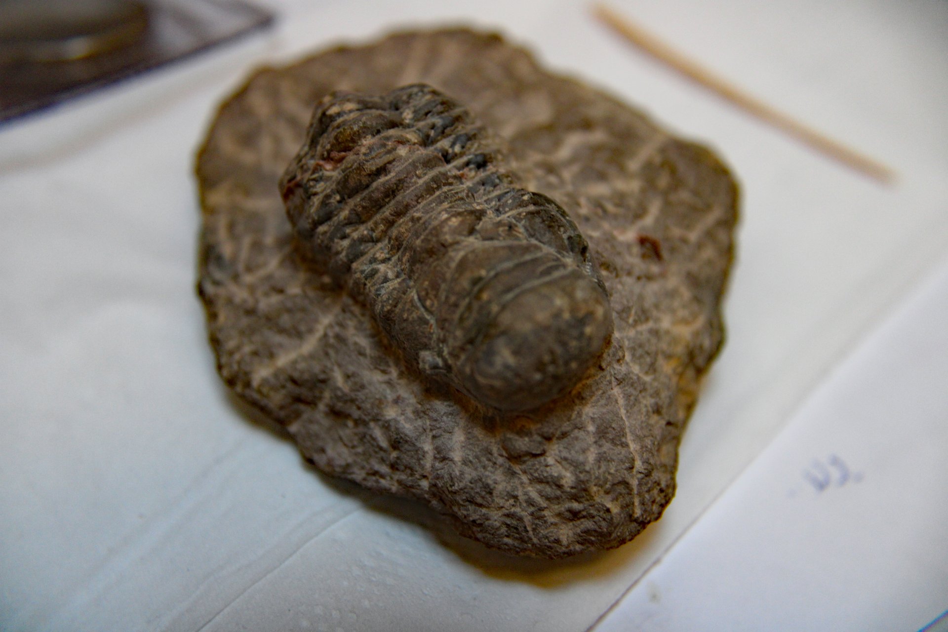 D-Camera Trilobite, Cheirurus gibbus, Morocco, Devonian,  12-22-20.jpg