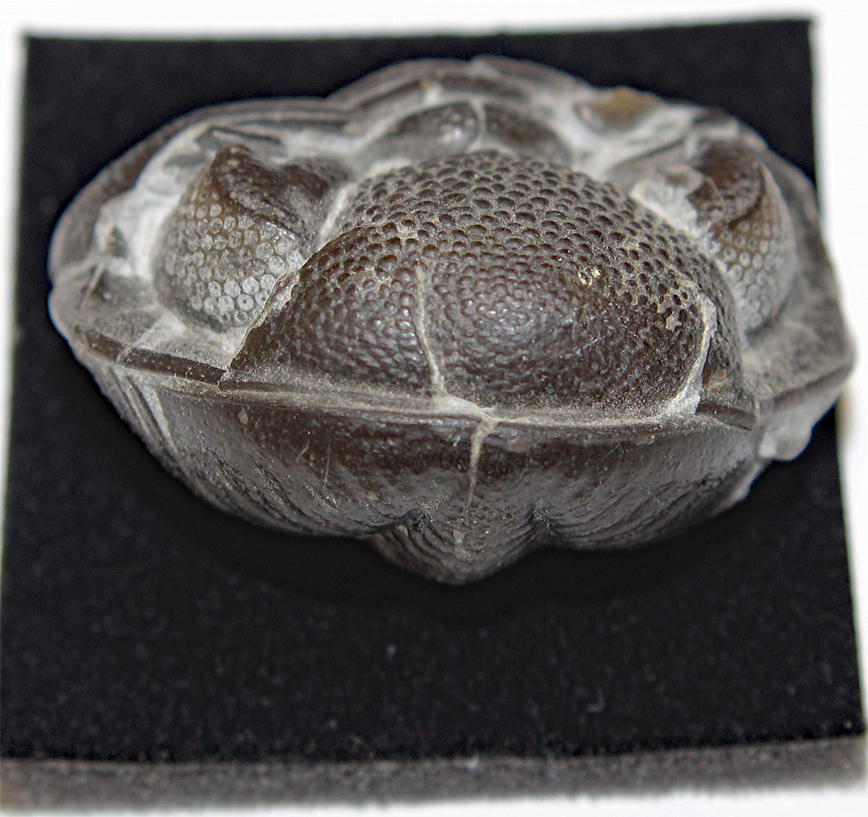D-Camera Trilobite Phacops Rana, Sylvania, Ohio, coiled, Devonian Era 7-19-22.jpg