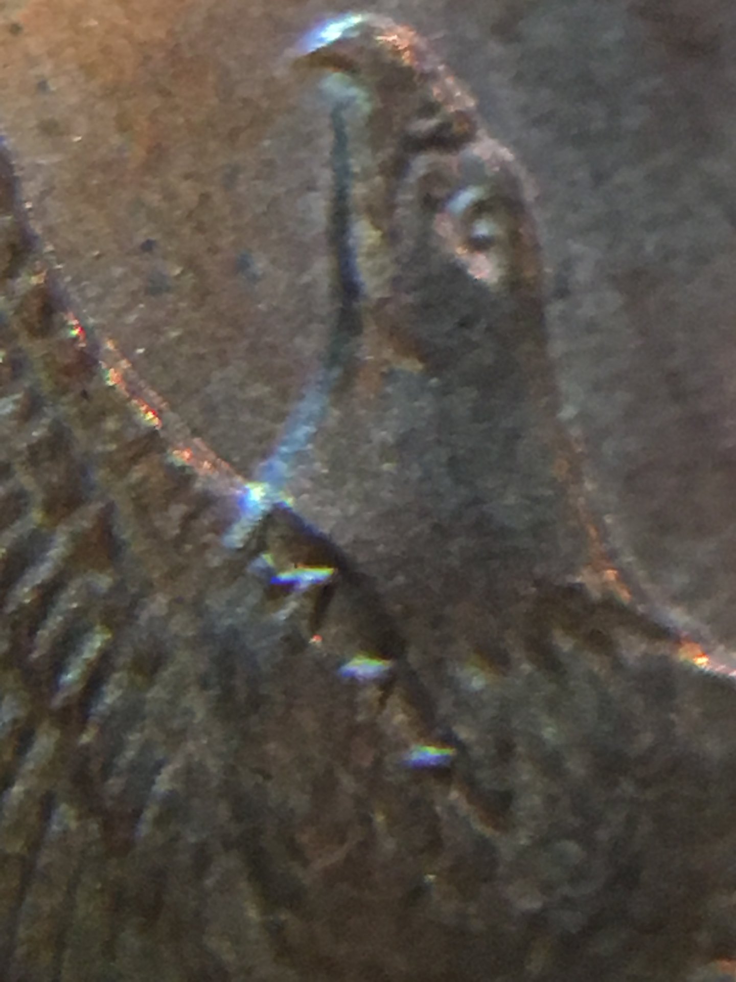D4FC9218-687A-4BF2-908E-A9CEDC6F7A13.jpeg