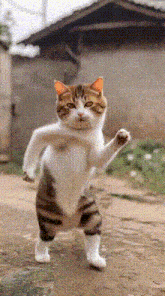 dancing-cat-cat-meme.gif