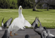 dancing-duck.gif