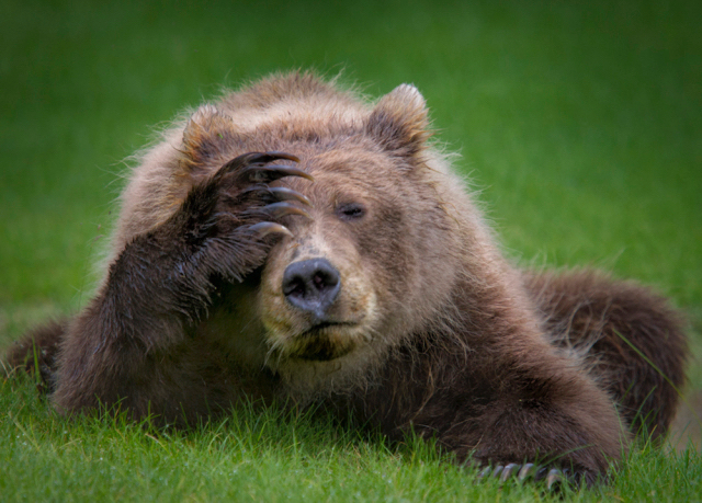 danielle-dermo_coastal-brown-bear-cub-with-headache_00001650 copy.jpg