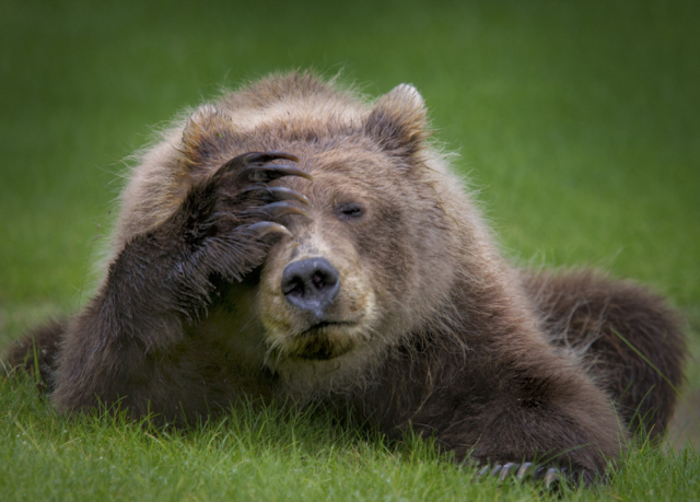 danielle-dermo_coastal-brown-bear-cub-with-headache_00001650.jpg