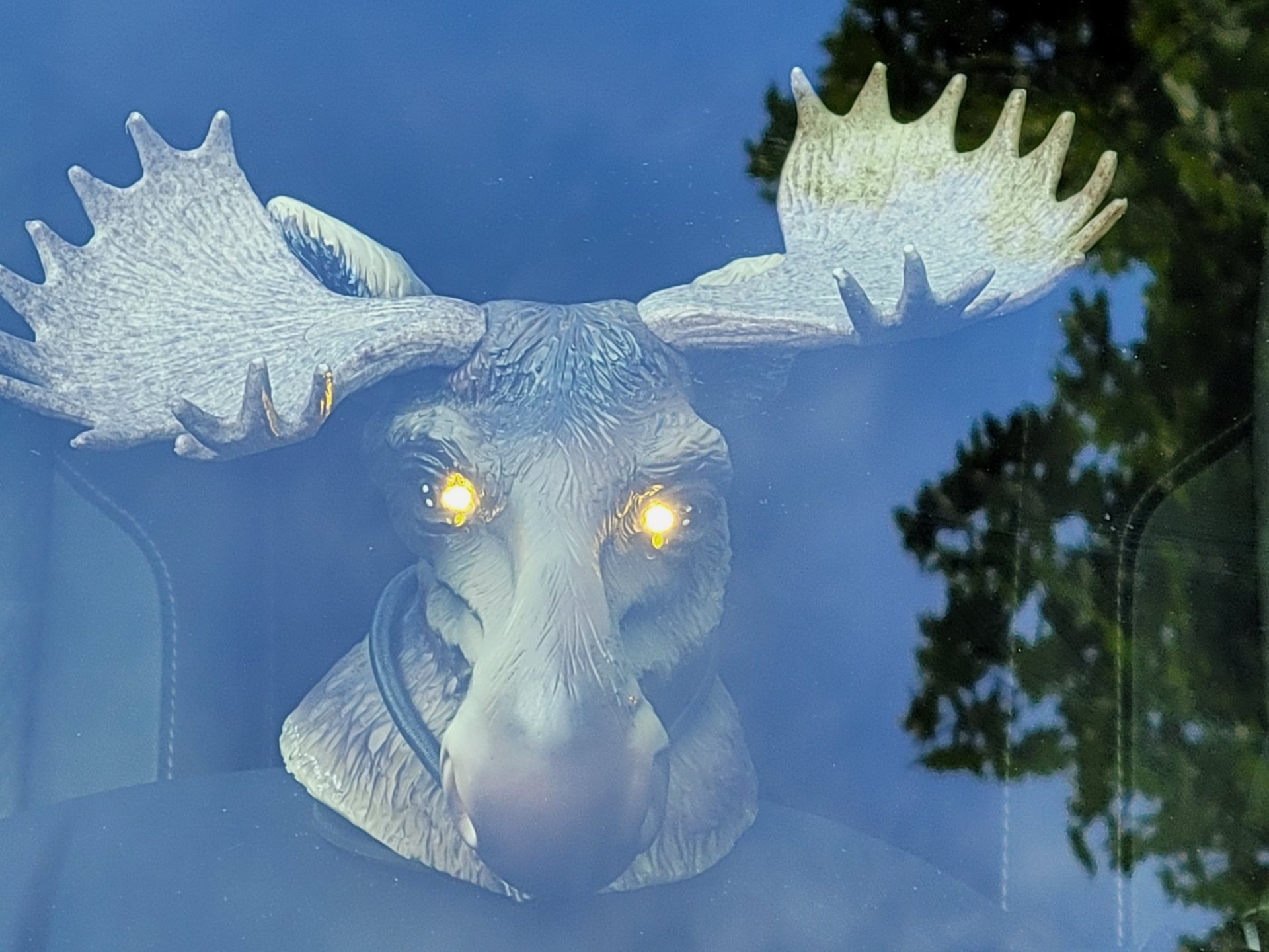 Dash Moose 1.jpg