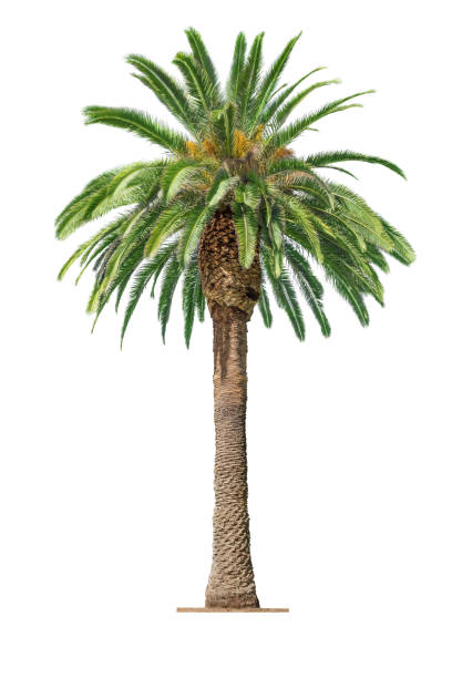 date palm.jpg