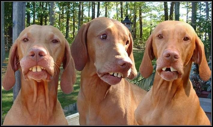 dawgs a.JPG