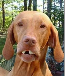 dawgs aa.jpg