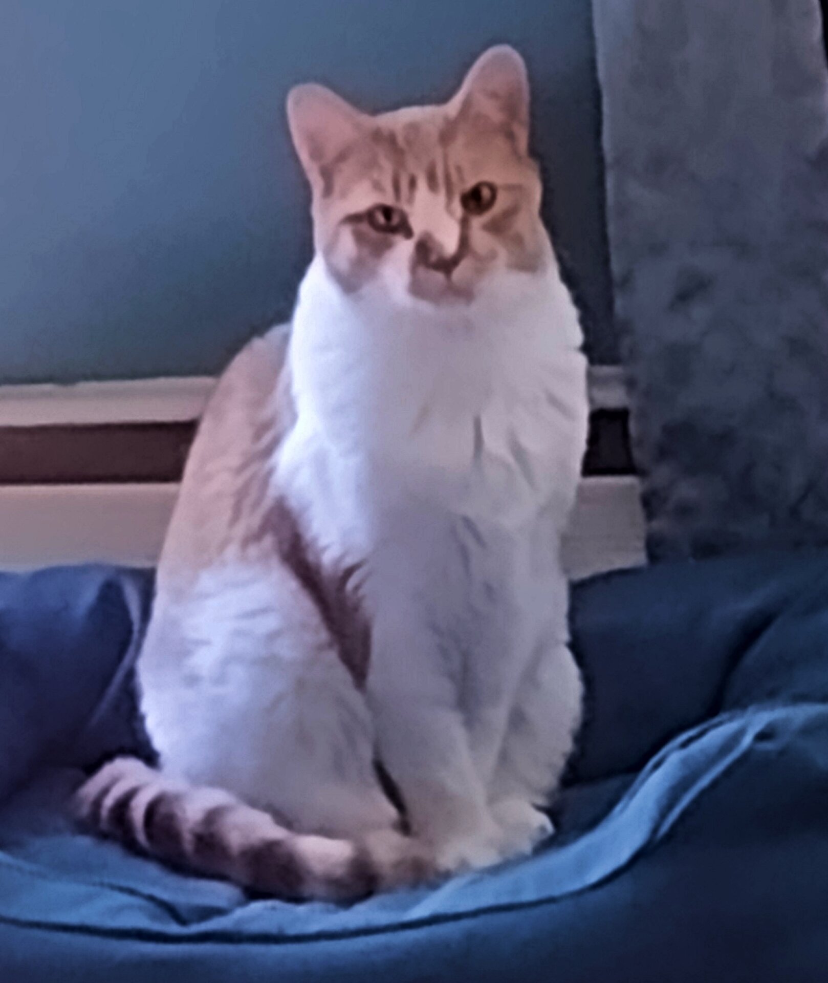 Daxter 82124.jpg