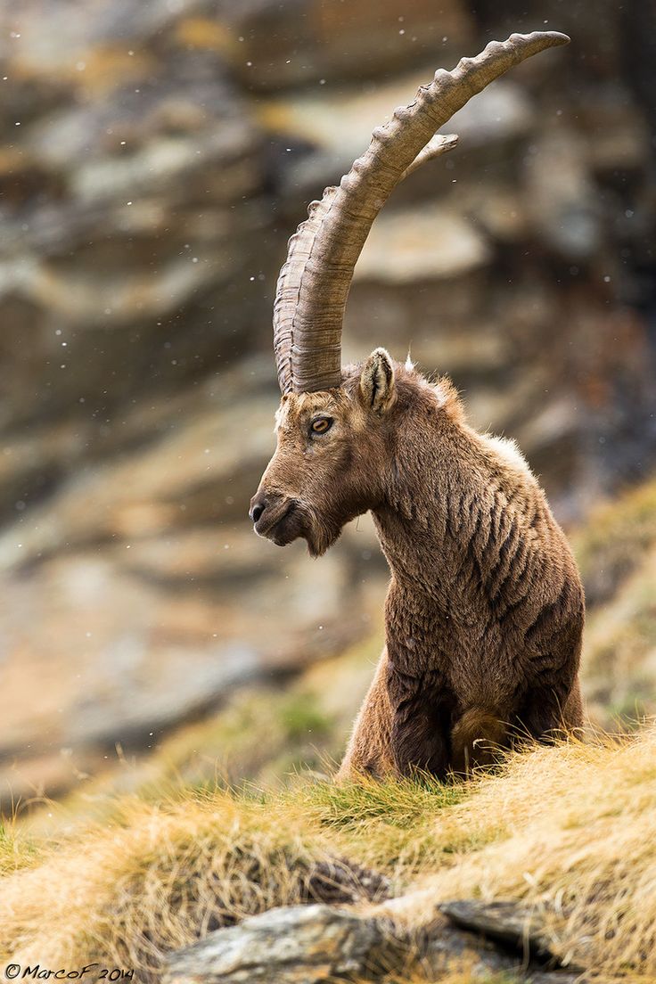 dbfc26cdeb4656336e8e33246b45af94--photo-animaliere-alps.jpg