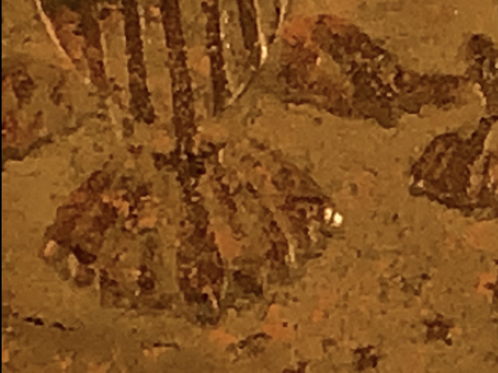 DC143CF9-472F-4831-A71A-15CB53B28EEA.jpeg