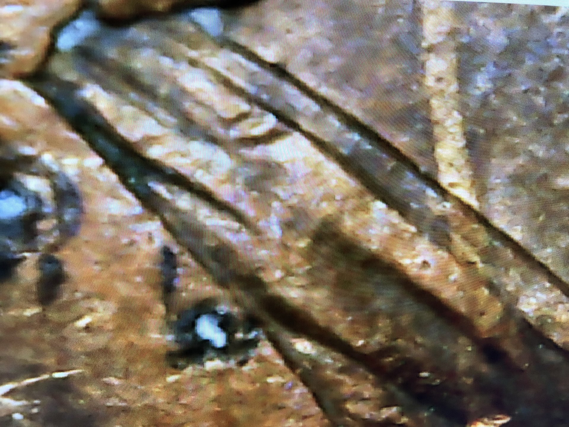 DCEC1A0D-4079-457E-AF46-40B465A4A50E.jpeg