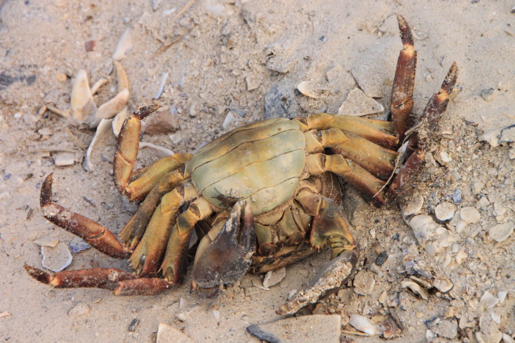 dead crab.jpg