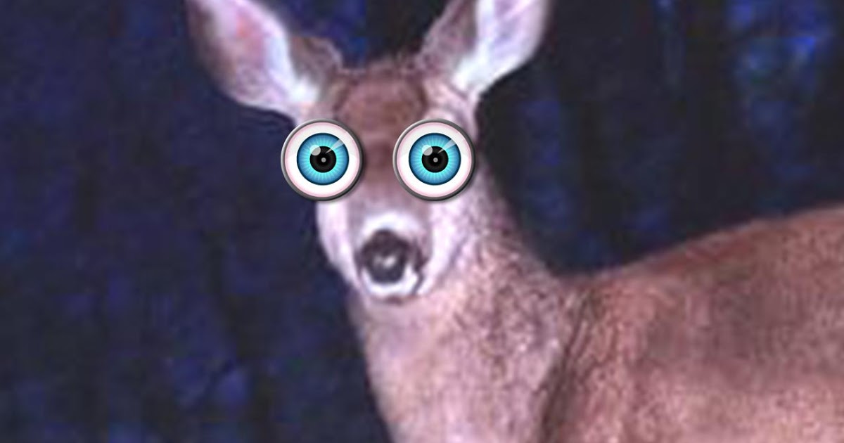 Deer in headlights.jpg