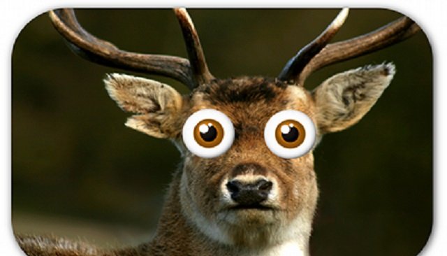 deer.jpg