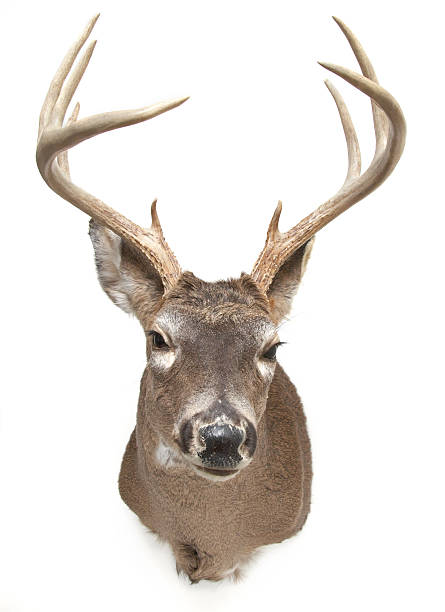 deer.jpg