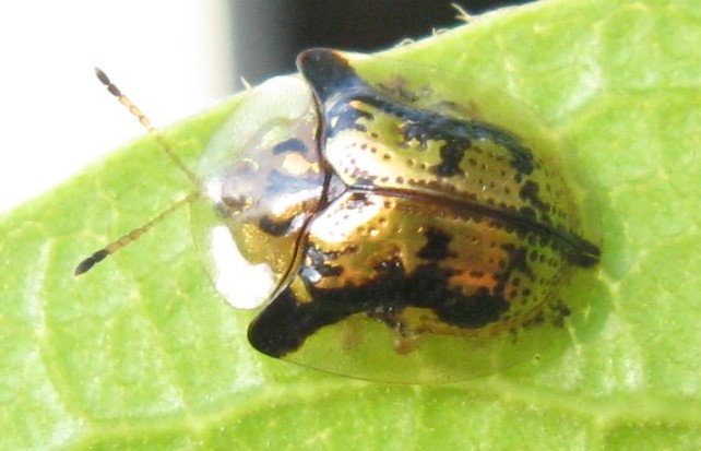 Deloyala guttata - Mottled Tortoise Beetle.jpg