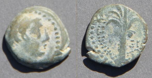 DemetriosPalm.jpg